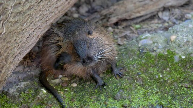 Cute Big Nutria Scratching Fur In Zoo during daylight. Close up animal photography.