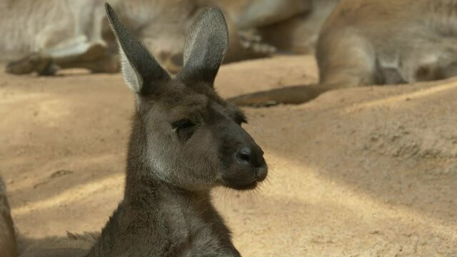 Close up shot of cheerful kangaroo face wiggling with head and ears outdoor during summer day.