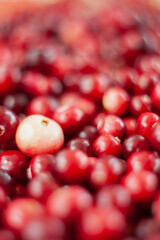 Cranberry. Small forest red berry. A scattering of cranberries. Vitamins from nature