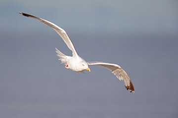 A large European herring gull (Larus argentatus) flying through the sky.