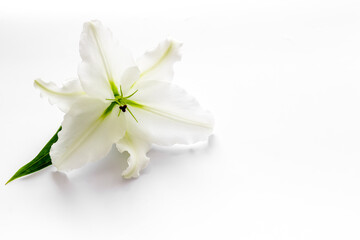 Fototapeta na wymiar Condolence card with white flowers lily. Funeral symbol
