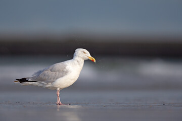 Fototapeta na wymiar European herring gull (Larus argentatus) on the beach