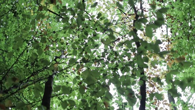 woodland