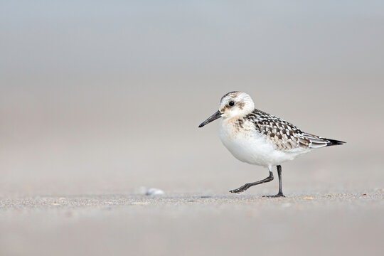 A sanderling (Calidris alba) in winter plumage resting on a Dutch beach during the fall migration