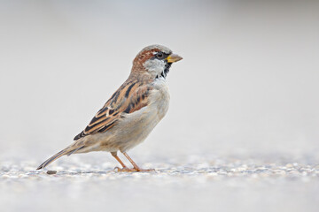 A male House sparrow (Passer domesticus) foraging on a street in a harbor.