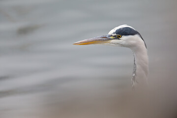 Portrait of a grey heron (Ardea cinerea) in the harbor.