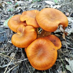 Poisonous mushrooms, Omphalotus Illudens. dangerous mushrooms,A cluster of orange mushrooms ,Italy.