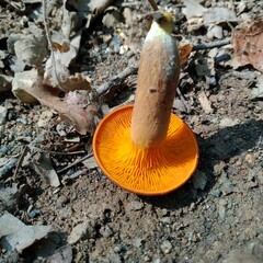 Obraz premium Poisonous mushrooms, Omphalotus Illudens. dangerous mushrooms,A cluster of orange mushrooms ,Italy.