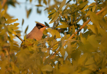 Grey Hypocolius perched on acacia tree in  the morning hours, Bahrain