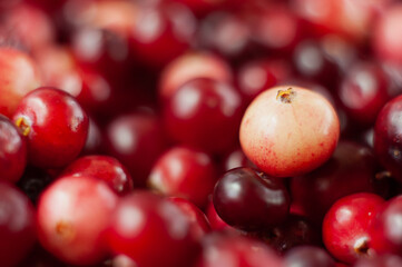 The cranberries. Small forest red berry. A scattering of cranberries. Vitamins from nature. Macro photo. Selective focus.