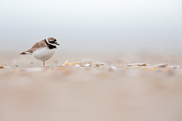 A adult ringed plover(Charadrius hiaticula) resting on the Dutch beach during the fall migration