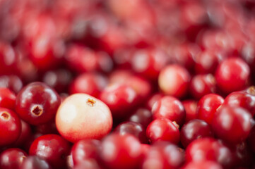 Cranberry. Small forest red berry. A scattering of cranberries. Vitamins from nature