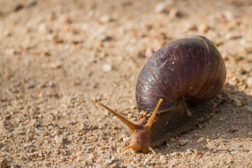 Giant land snail (Achatina fulica) slowly moving across a dirt road in Kruger National Park, South Africa
