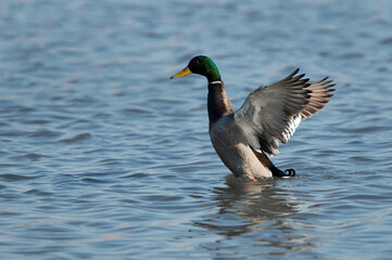 Mallard duck shaking its wings while bathing at Tubli bay, Bahrain