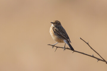 Female african stonechat (Saxicola torquatus) perched on a tree branch in South Africa
