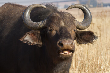 Cape Buffalo (Syncerus caffer) portrait closeup with open mouth eating grass in South Africa with bokeh background