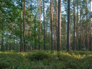 Forest trunks against blue evening sky. Upward view on the coniferous trees of the Lower Silesian Forest.
