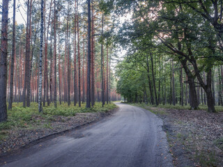 Fototapeta na wymiar Bending rural path separating coniferous and deciduous forests. Lower Silesian Forest (Bory Dolnośląskie) the largest continuous forest of Poland