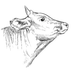Monochrome horned cow head sketch hand drawn vector illustration isolated on white background. Engraving sketch illustration of bull for label, poster, print and design.