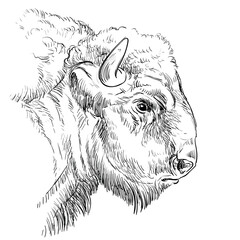 Monochrome head of brutal bison sketch hand drawn vector illustration isolated on white background. Engraving sketch illustration for label, poster, print and design.