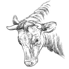 Monochrome portrait of butting bull sketch hand drawn vector illustration isolated on white background. Engraving sketch illustration of cow for label, poster, print and design.