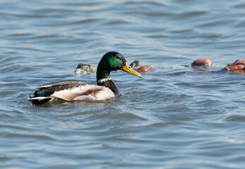 Mallard duck  at Tubli bay, Bahrain