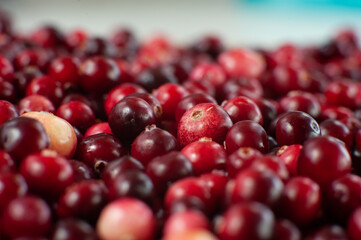 Cranberry. Small forest red berry. A scattering of cranberries. Vitamins from nature