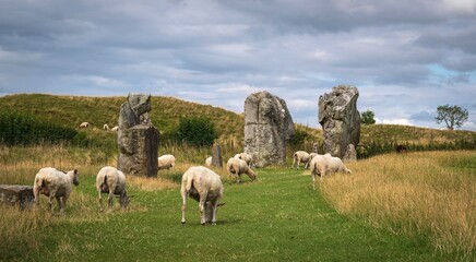 Impressive standing stones from the historic circle in Avebury Wiltshire. Sheep can be seen grazing amongst the massive rocks.