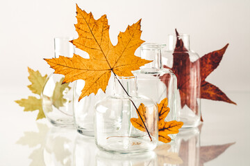 Autumn leaves in vases on white bckground