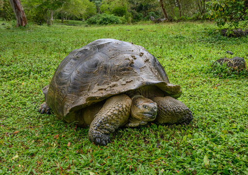 Giant Galapagos turtle in El Chato reserve of Santa Cruz island, Ecuador.