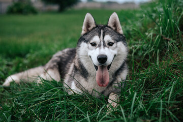 Portrait of gorgeous Siberian Husky dog standing in the bright enchanting fall forest