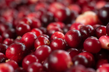 Cranberry. Small forest red berry. A scattering of cranberries. Vitamins from nature