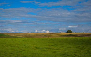 Obraz premium cows grazing near Prehistoric Standing Stones at Avebury in Wiltshire England