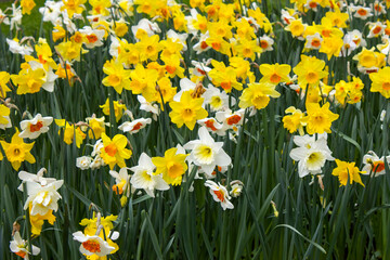 Fototapeta premium flowers in Keukenhof, Netherlands