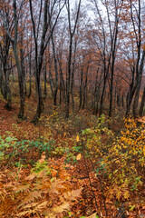 Fototapeta premium 葉がかなり散ってしまった秋のブナ林