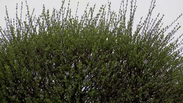 Ungem&uuml;tlich f&uuml;r die Harlekinweide bei Wind und Schneefall