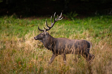 The Red Deer (Cervuls elaphus) during the rutting season. Carpathian Mountains, Bieszczady, Poland.