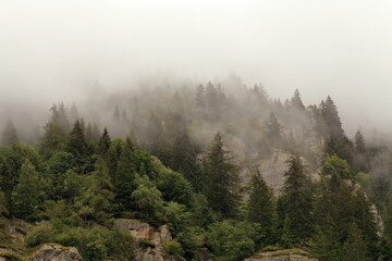 Panorama autunnale in montagna con pini avvolti nella nebbia