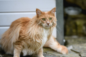Ginger Maine Coon. A Maine Coon female cat outside in the garden looking at something in the distance.