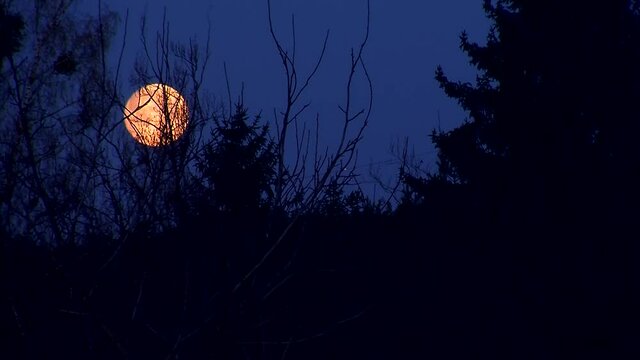 Am fr&uuml;hen Morgen verschwindet der Vollmond hinter den B&auml;umen (Zeitraffer)