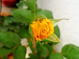 Yellow flower