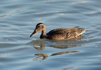 Mallard duck swimming at Tubli bay, Bahrain