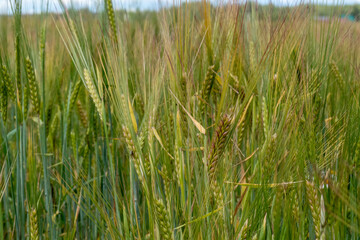 Beautiful field with Golden ears of plants