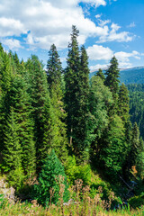 Fototapeta na wymiar Beautiful mountain landscape in Ajara, pine trees. Georgia