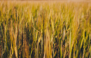 field of wheat
