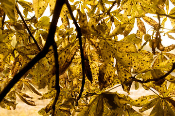 Indian summer, Herbst in Deutschland