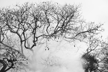 Árvore seca em ambiente com muita fumaça. Incêndio no bosque.