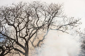 Árvore seca com muita fumaça. Incêndio em bosque.