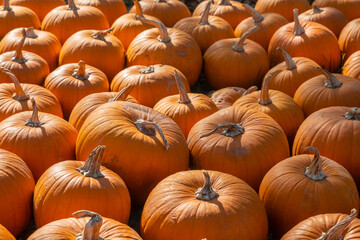sehr viele orange Kürbisse liegen auf einem Haufen