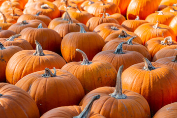 sehr viele orange Kürbisse liegen auf einem Haufen